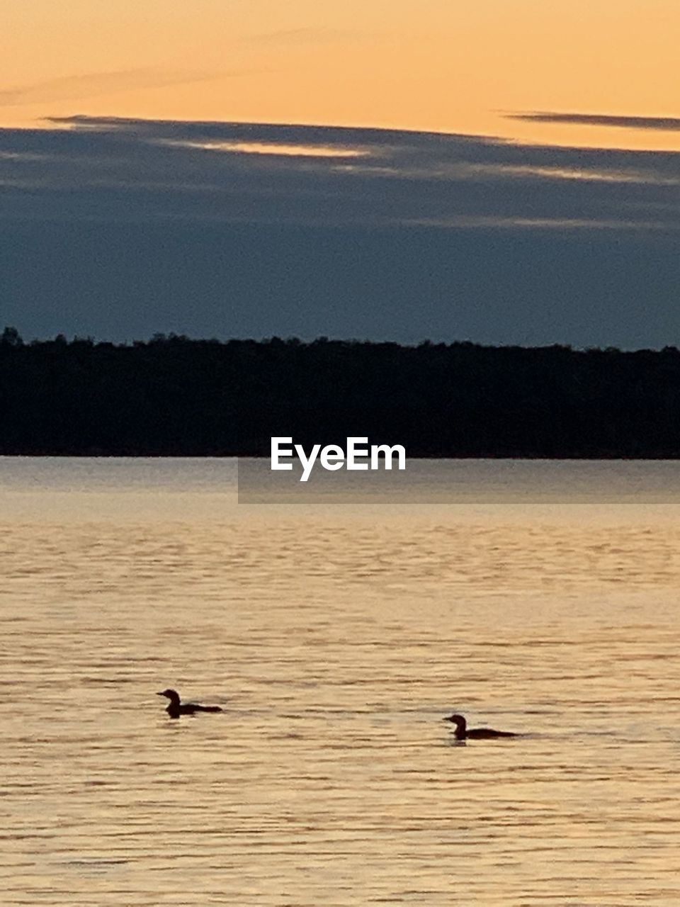 DUCKS SWIMMING IN SEA