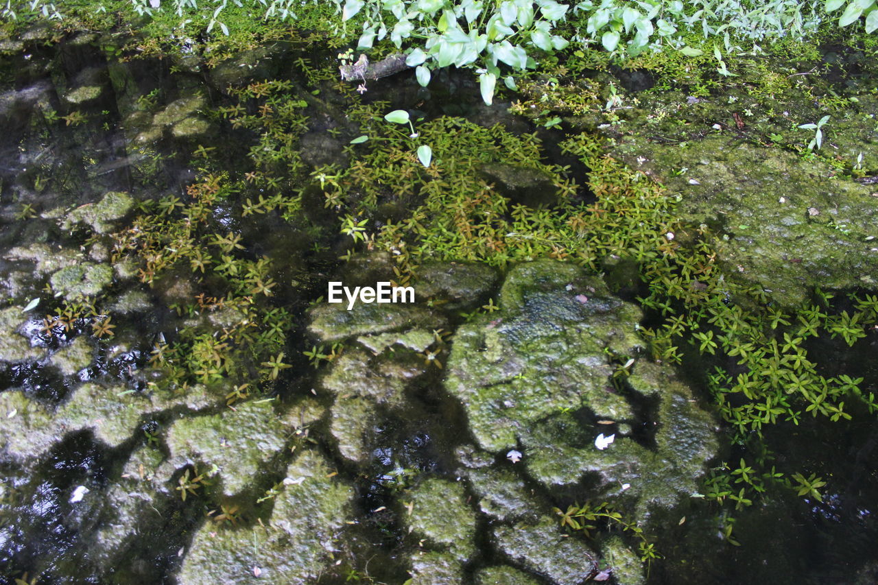 FULL FRAME SHOT OF PLANTS IN LAKE