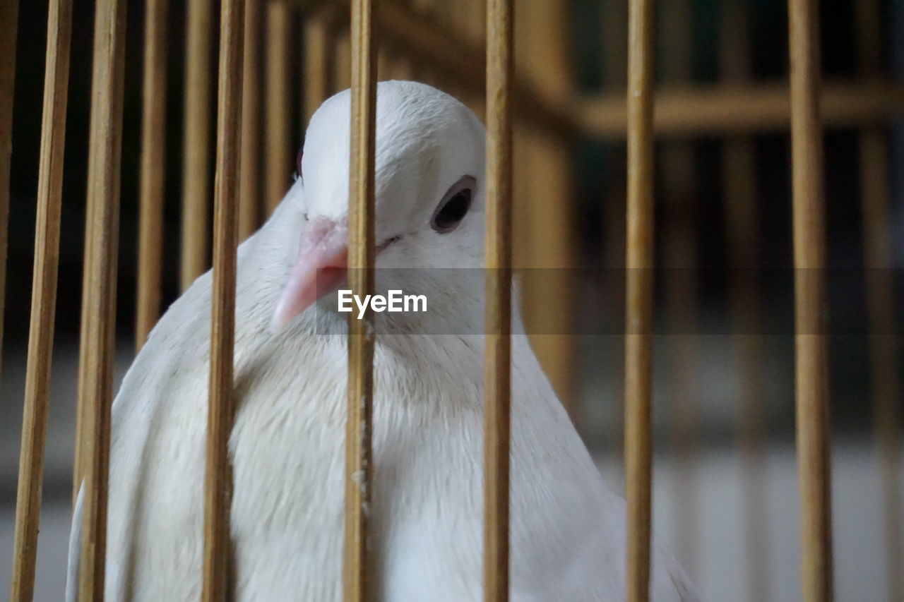 Close-up of bird in cage