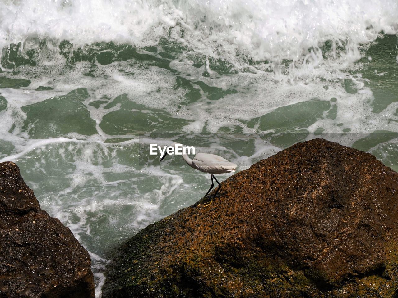 HIGH ANGLE VIEW OF SEAGULLS ON ROCK