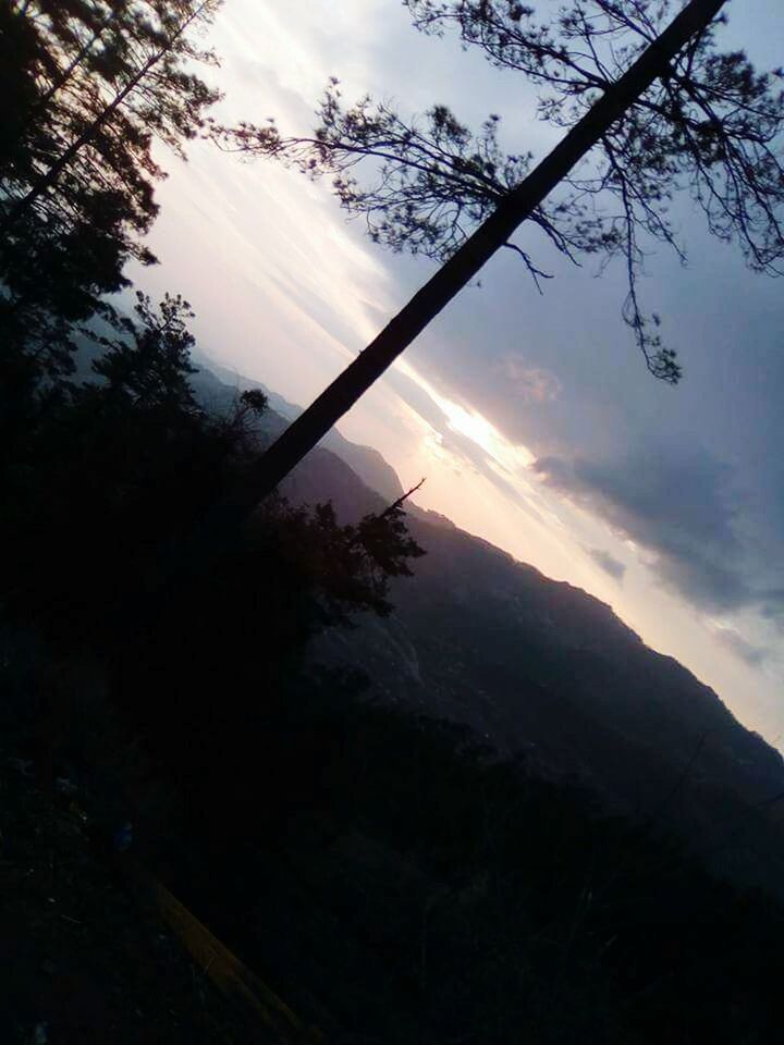 TREES AGAINST SKY AT SUNSET