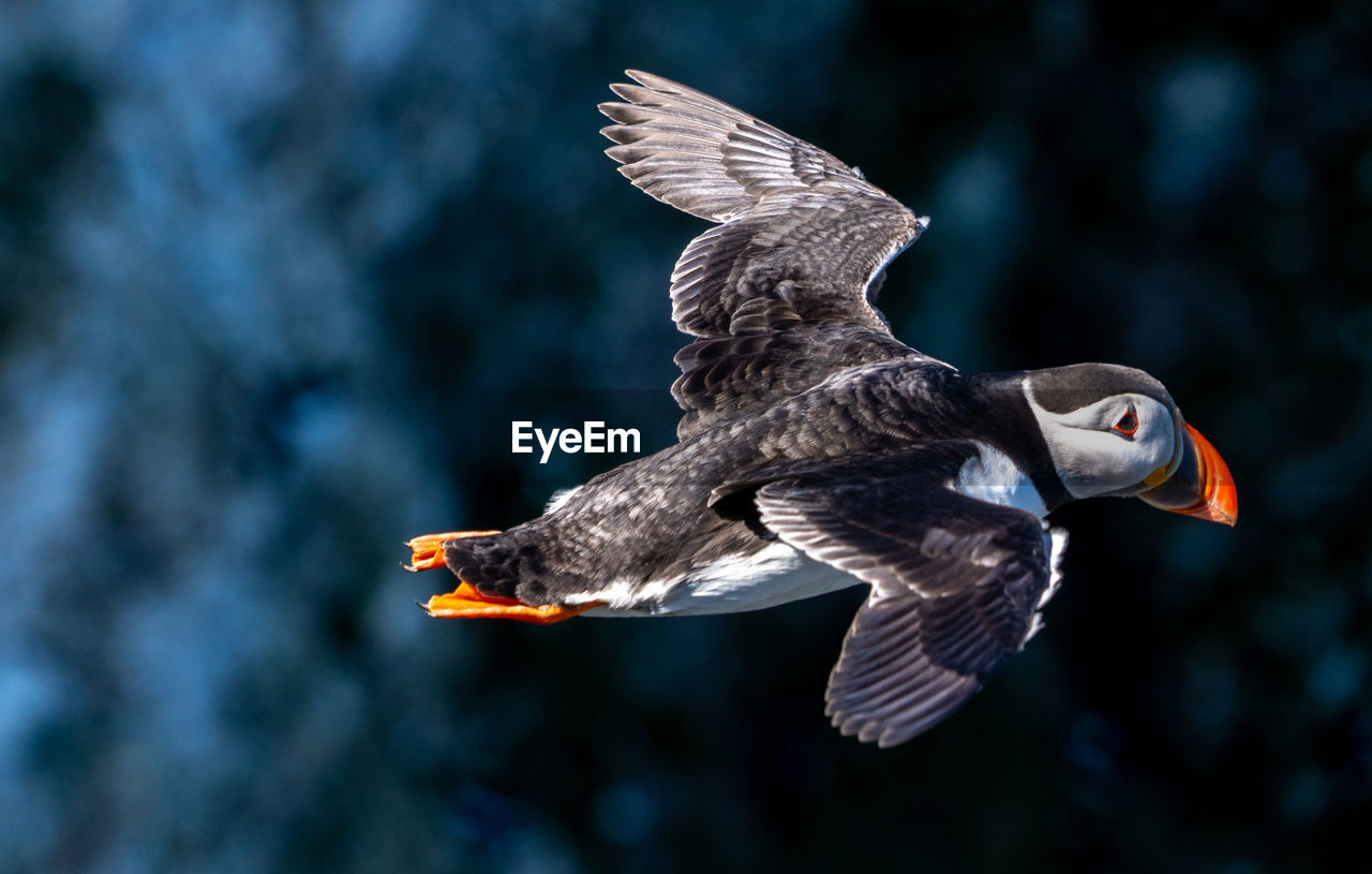 bird, animal themes, animal, animal wildlife, flying, wildlife, spread wings, beak, one animal, bird of prey, animal body part, puffin, mid-air, nature, motion, animal wing, seabird, no people, wing, eagle, outdoors, fish, beauty in nature