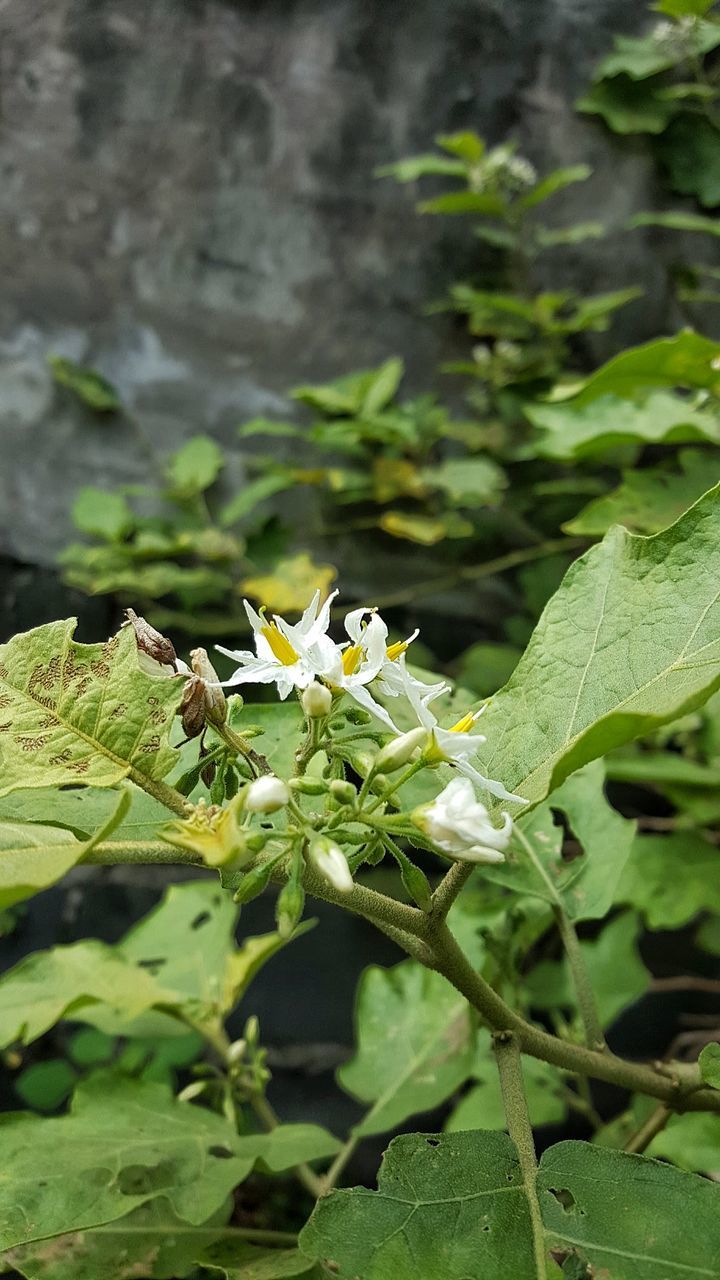 CLOSE-UP OF WHITE FLOWERS