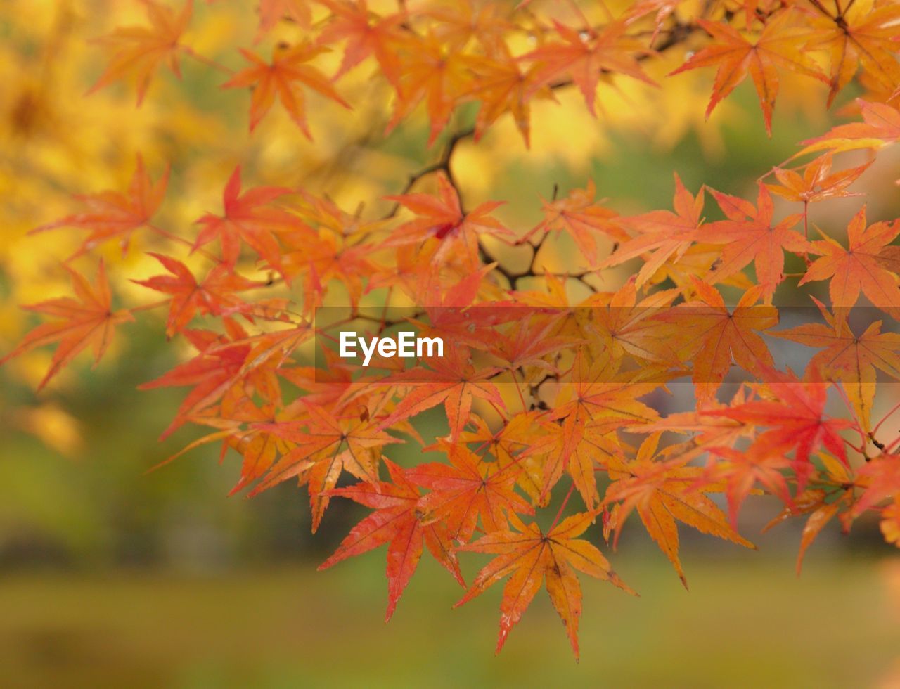 Close-up of maple leaves on plant during autumn