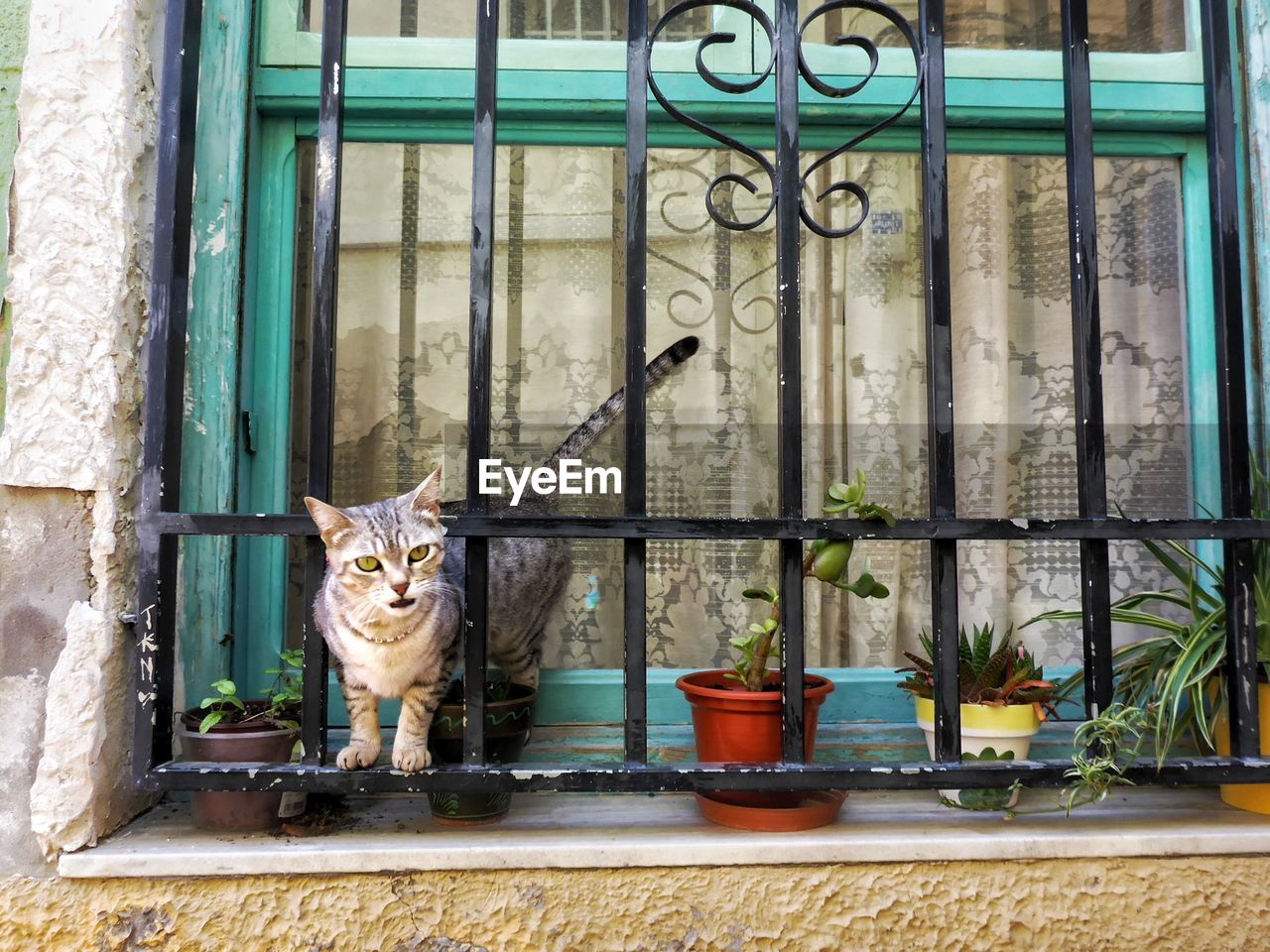 A close up of a cat standing in a window. 