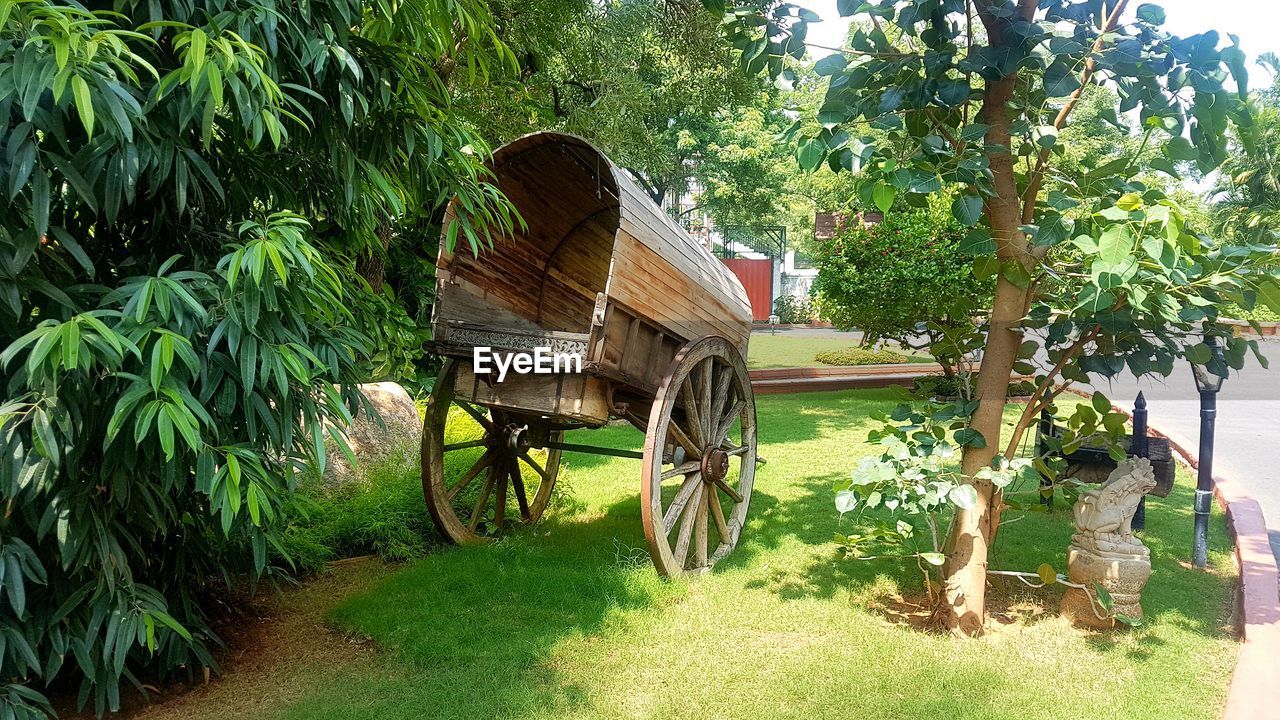 TREES IN FIELD