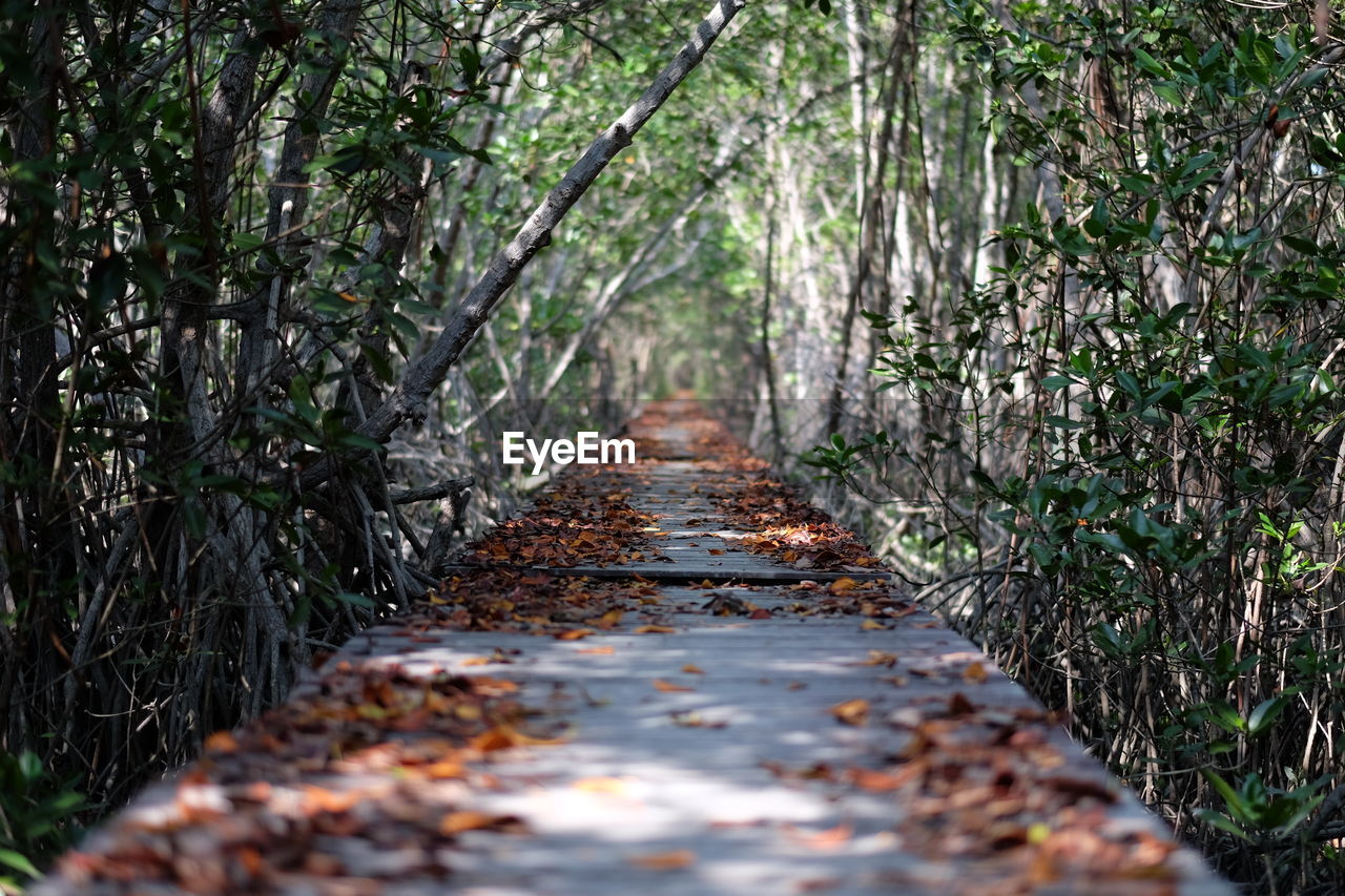 SURFACE LEVEL OF DIRT ROAD ALONG TREES