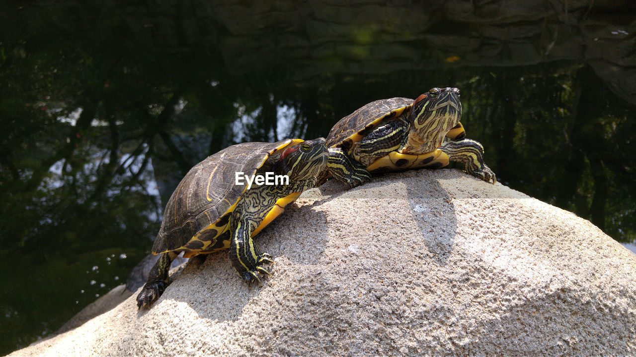 Low angle view of red eared slider turtles on rock in lake