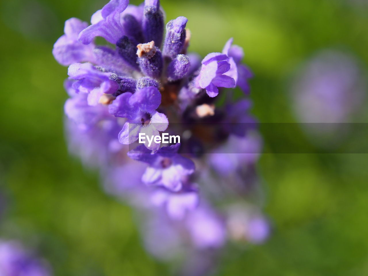 CLOSE-UP OF PURPLE FLOWER