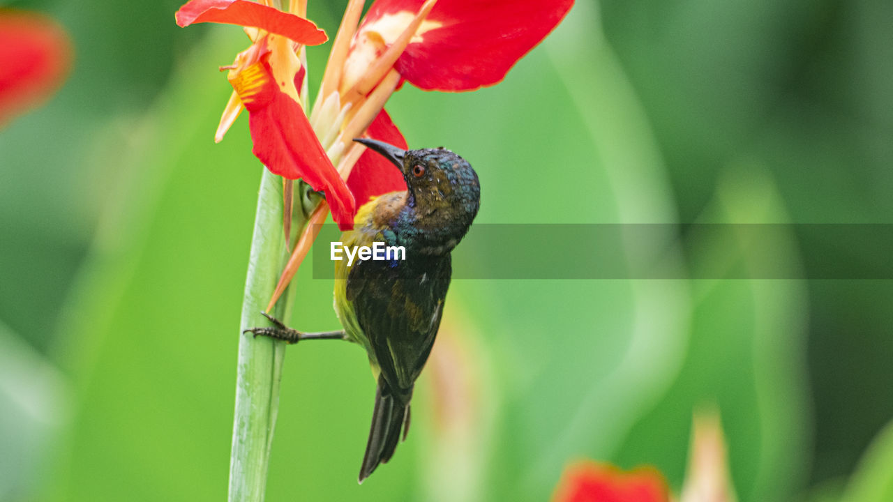 Close-up of bird perching on plant