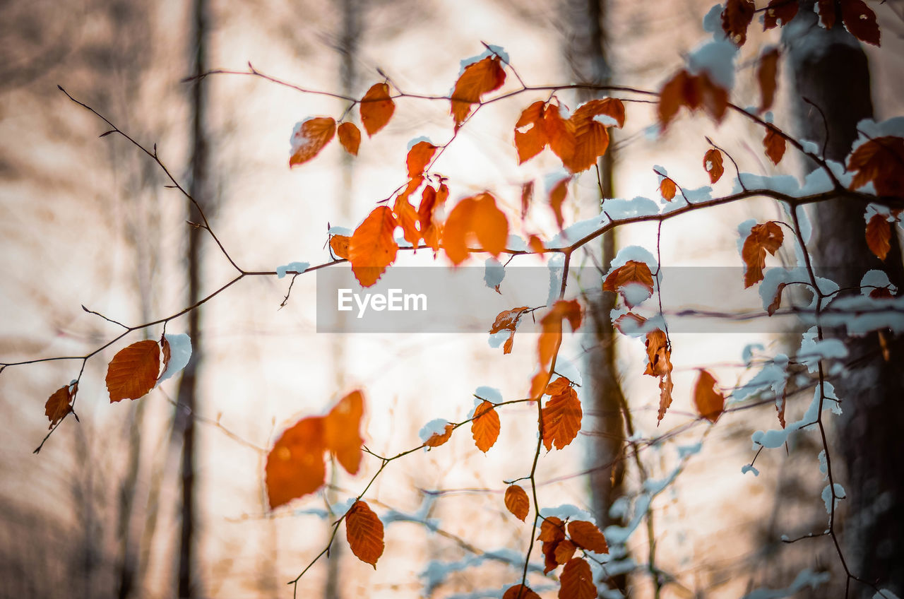 CLOSE-UP OF ORANGE LEAVES ON BRANCH AGAINST AUTUMN