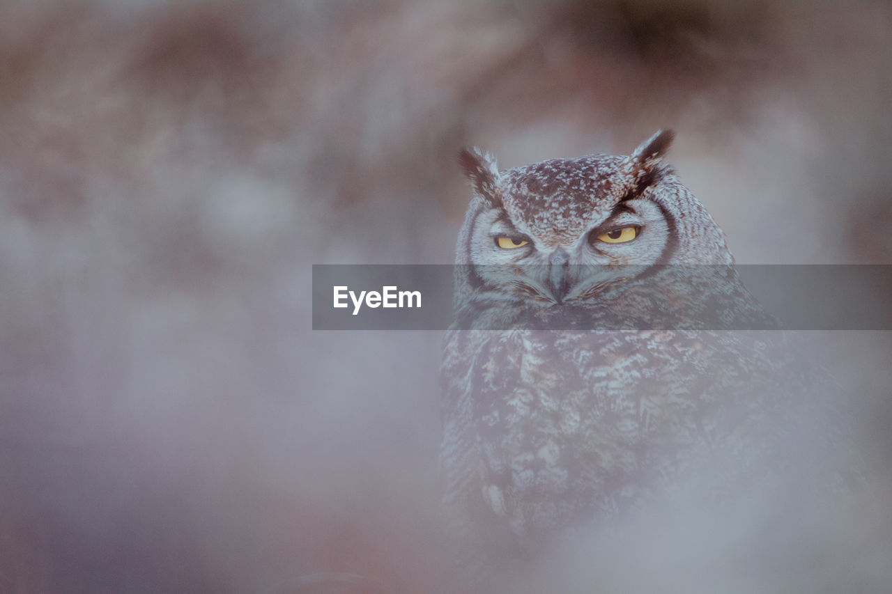 Close-up of owl in forest