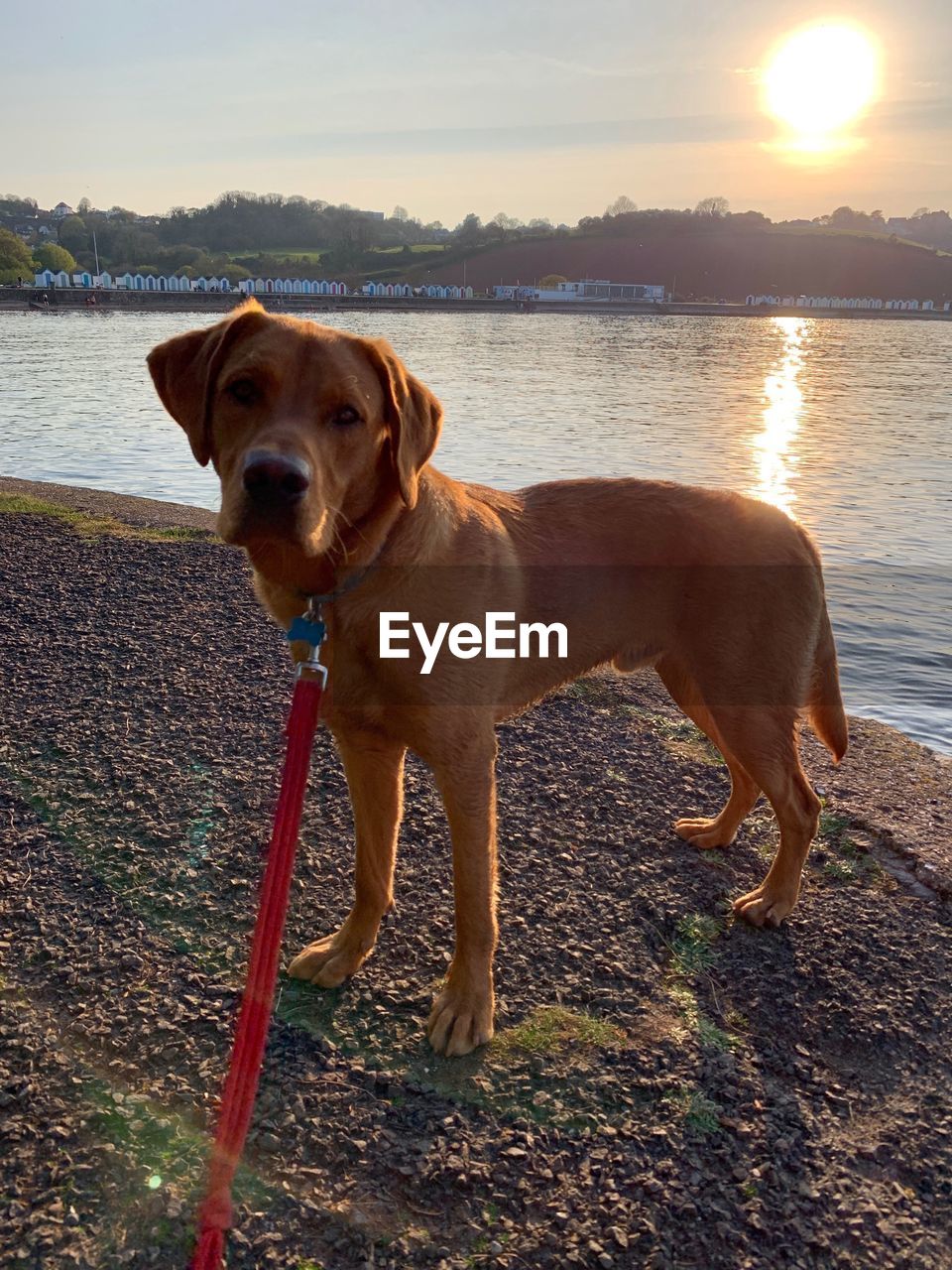 DOG LOOKING AWAY WHILE STANDING ON LAKE AGAINST SKY