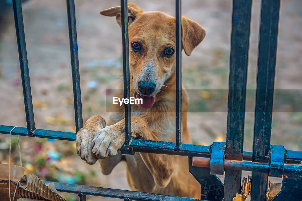 Close-up of dog looking through metal fence