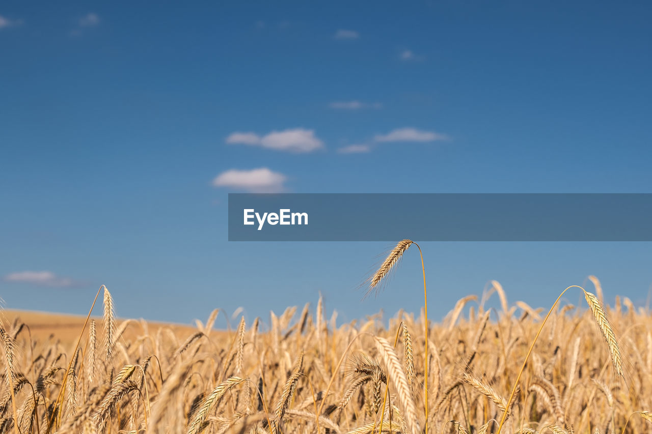 Wheat field against blue sky