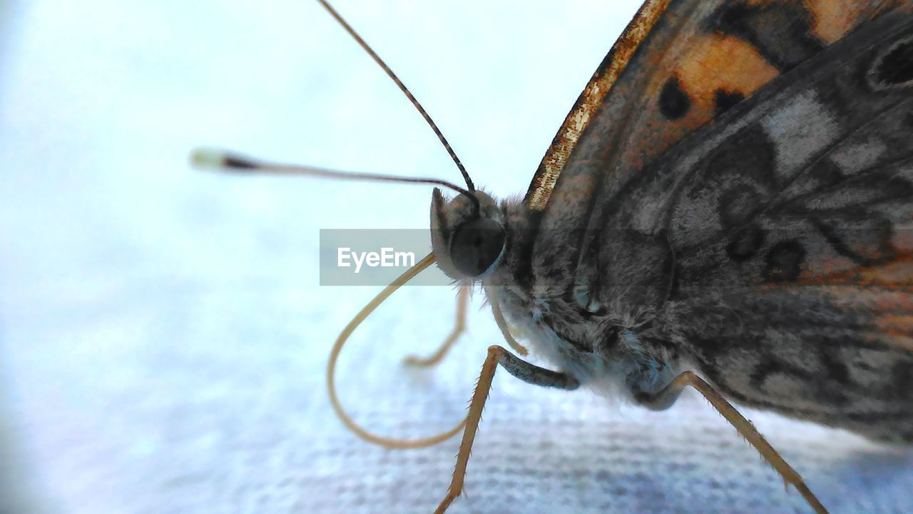 Macro shot of butterfly