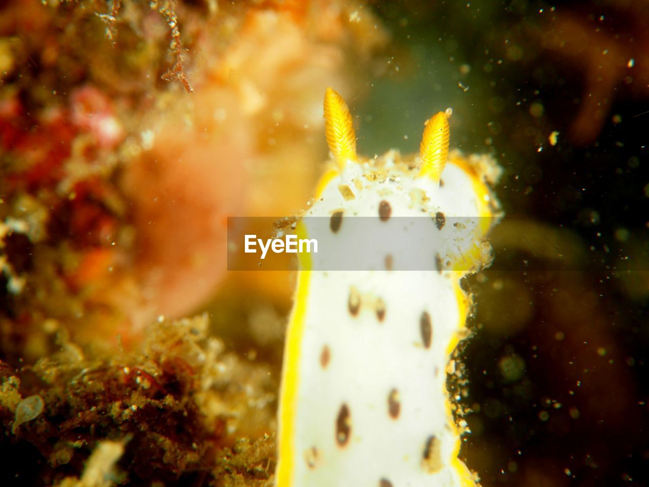 CLOSE-UP OF JELLYFISH UNDERWATER