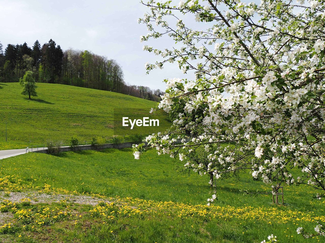 VIEW OF CHERRY BLOSSOM TREES ON FIELD