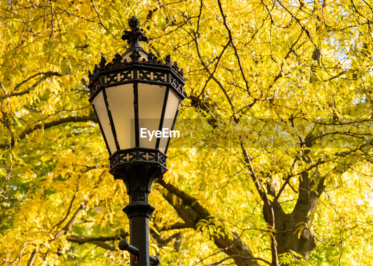 yellow, street light, lighting equipment, tree, plant, autumn, low angle view, sunlight, street, no people, nature, branch, gas light, flower, growth, electric lamp, outdoors, illuminated, day, architecture, lamp, leaf, beauty in nature, electricity, light, electric light