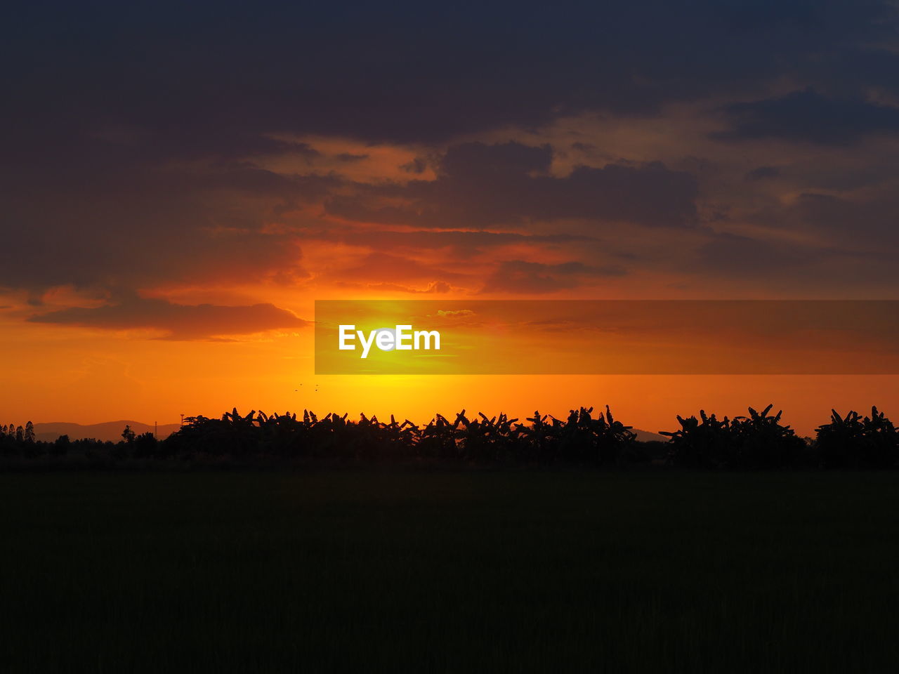 Silhouette trees on field against sky during sunset