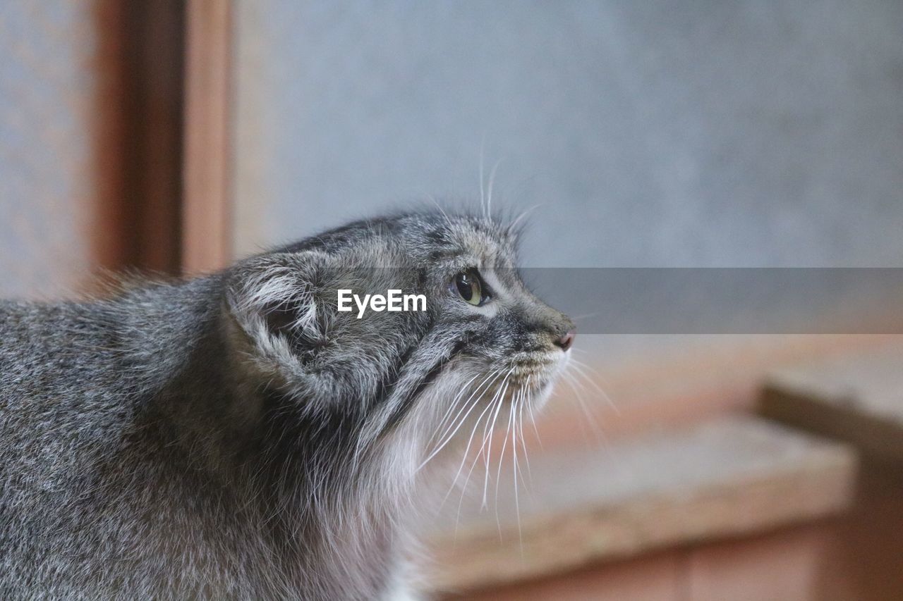 CLOSE-UP OF A CAT