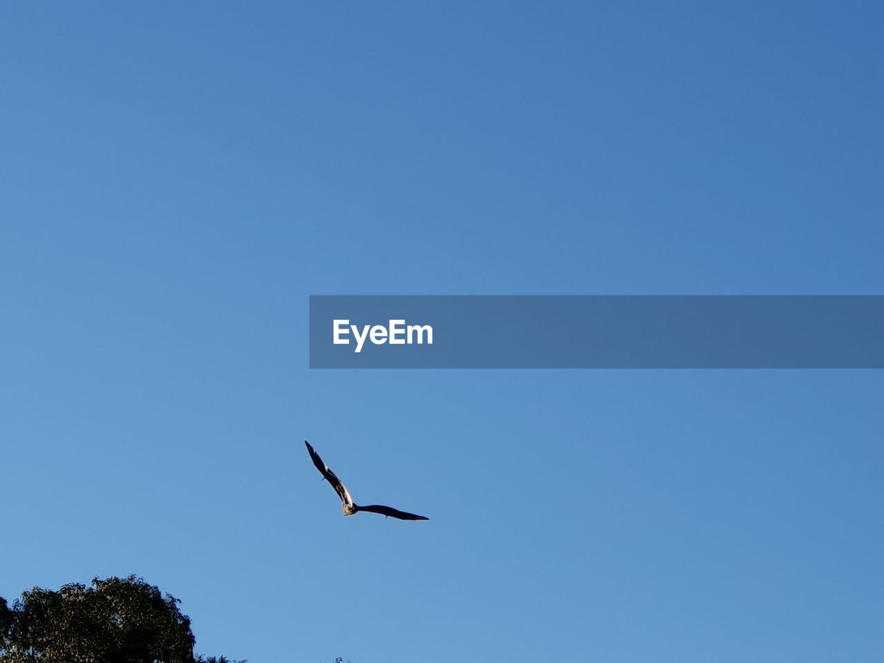 LOW ANGLE VIEW OF BIRD FLYING IN THE SKY