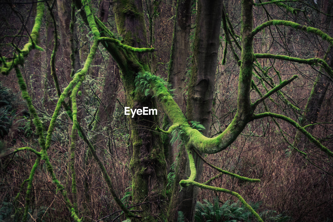 VIEW OF TREES IN FOREST