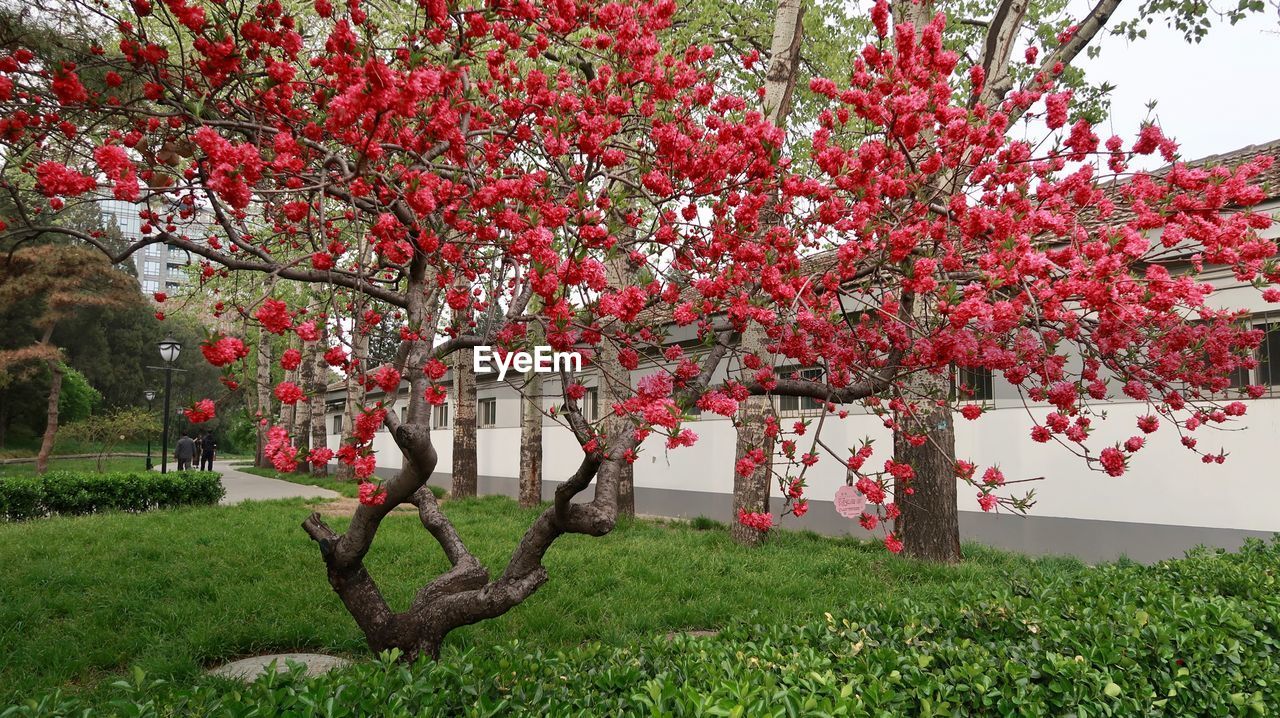 FLOWERS ON TREE