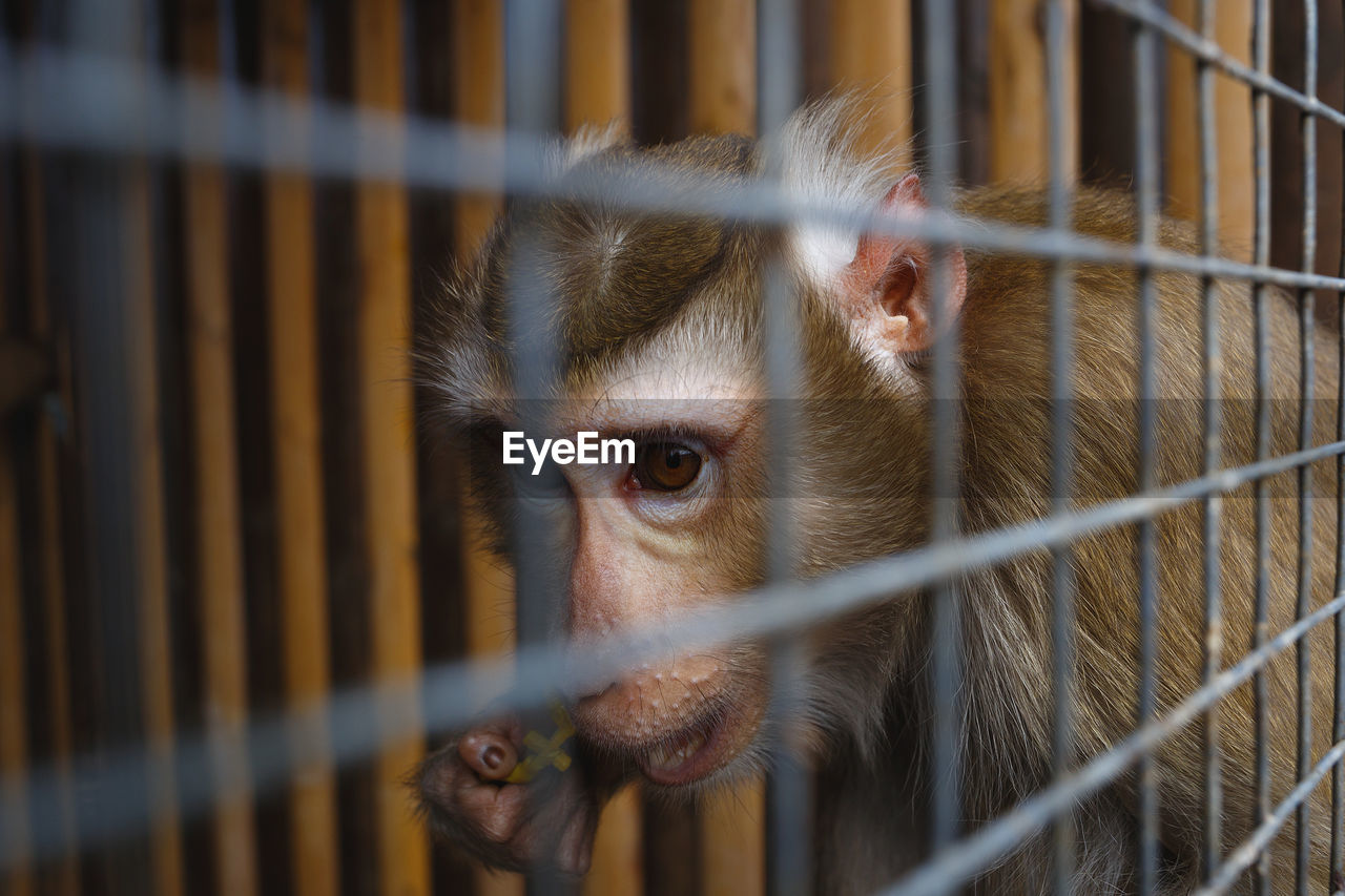 CLOSE-UP PORTRAIT OF A MONKEY IN CAGE