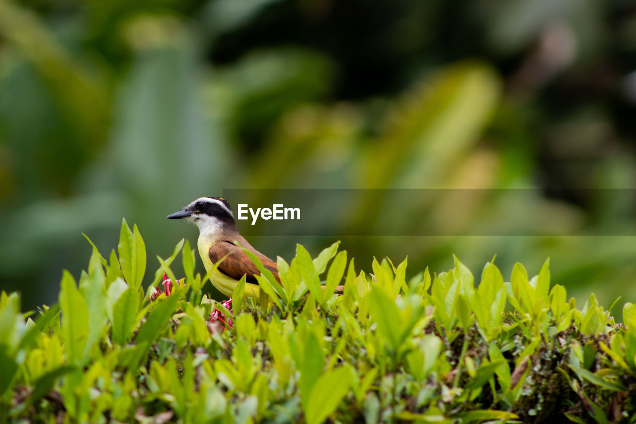 BIRD PERCHING ON A GREEN PLANT