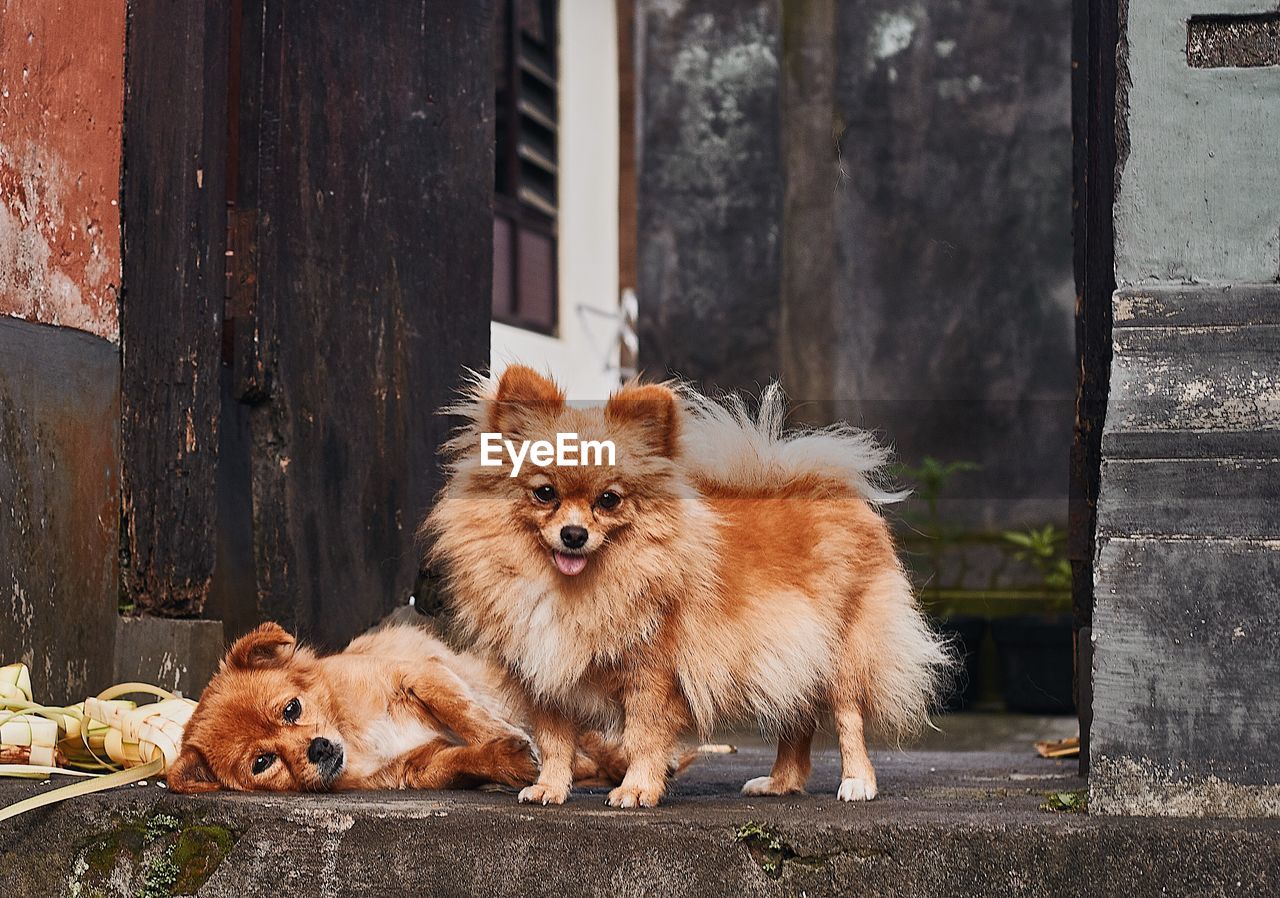 PORTRAIT OF A DOG ON THE WALL