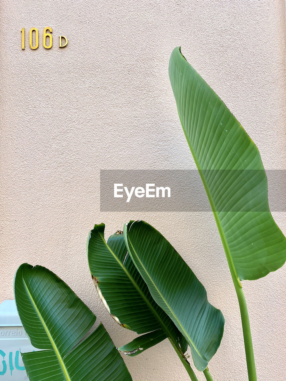 Palm leaves in lisbon