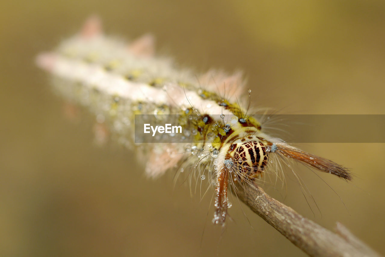 Close-up of caterpillar on twig