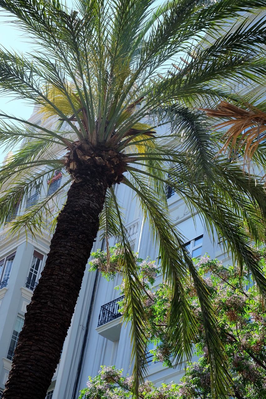 LOW ANGLE VIEW OF PALM TREE AGAINST BUILDING