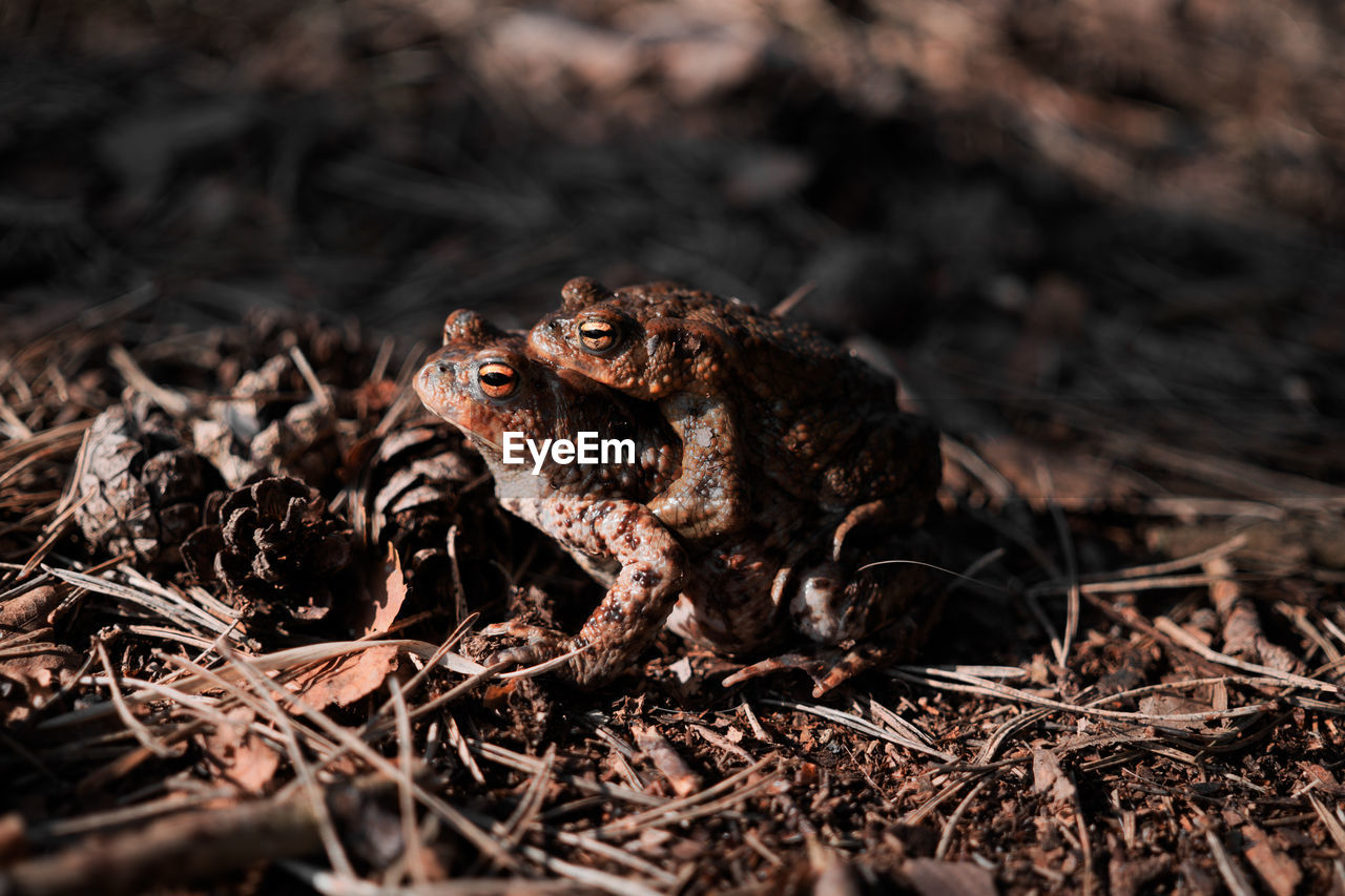 CLOSE-UP OF A FROG ON LAND