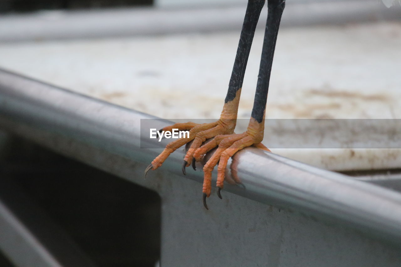 Cropped leg of heron on railing