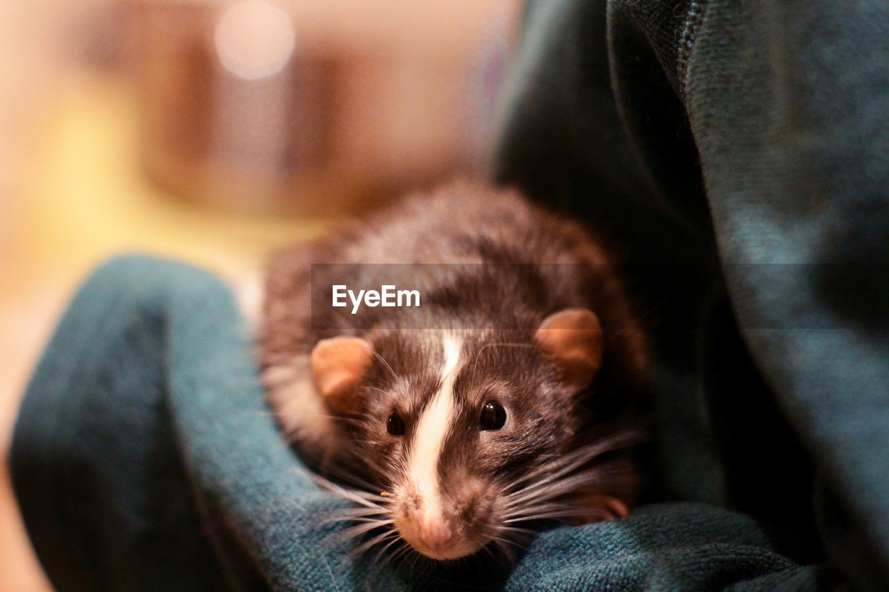 A dumbo rat. a pet in the caring hands of a person.