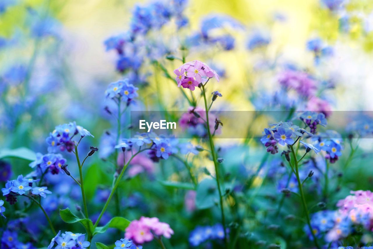 close-up of purple flowering plants