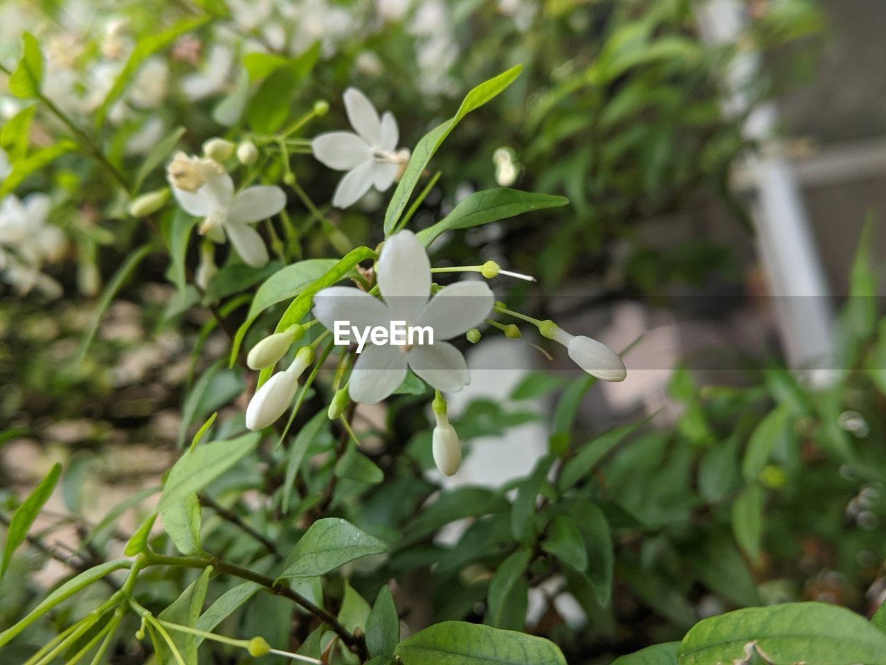 CLOSE-UP OF WHITE FLOWERING PLANT AGAINST BLURRED BACKGROUND