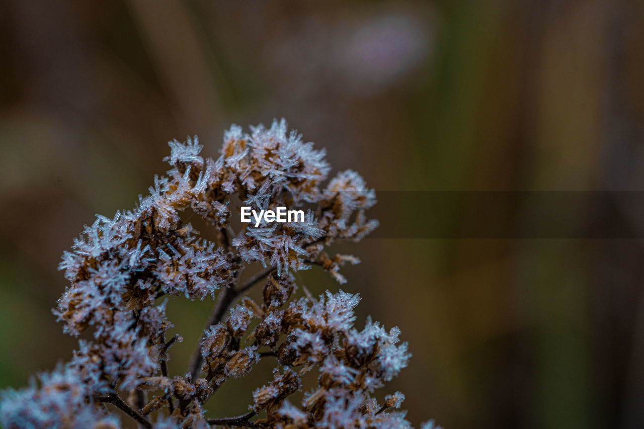 CLOSE-UP OF FROZEN PLANT