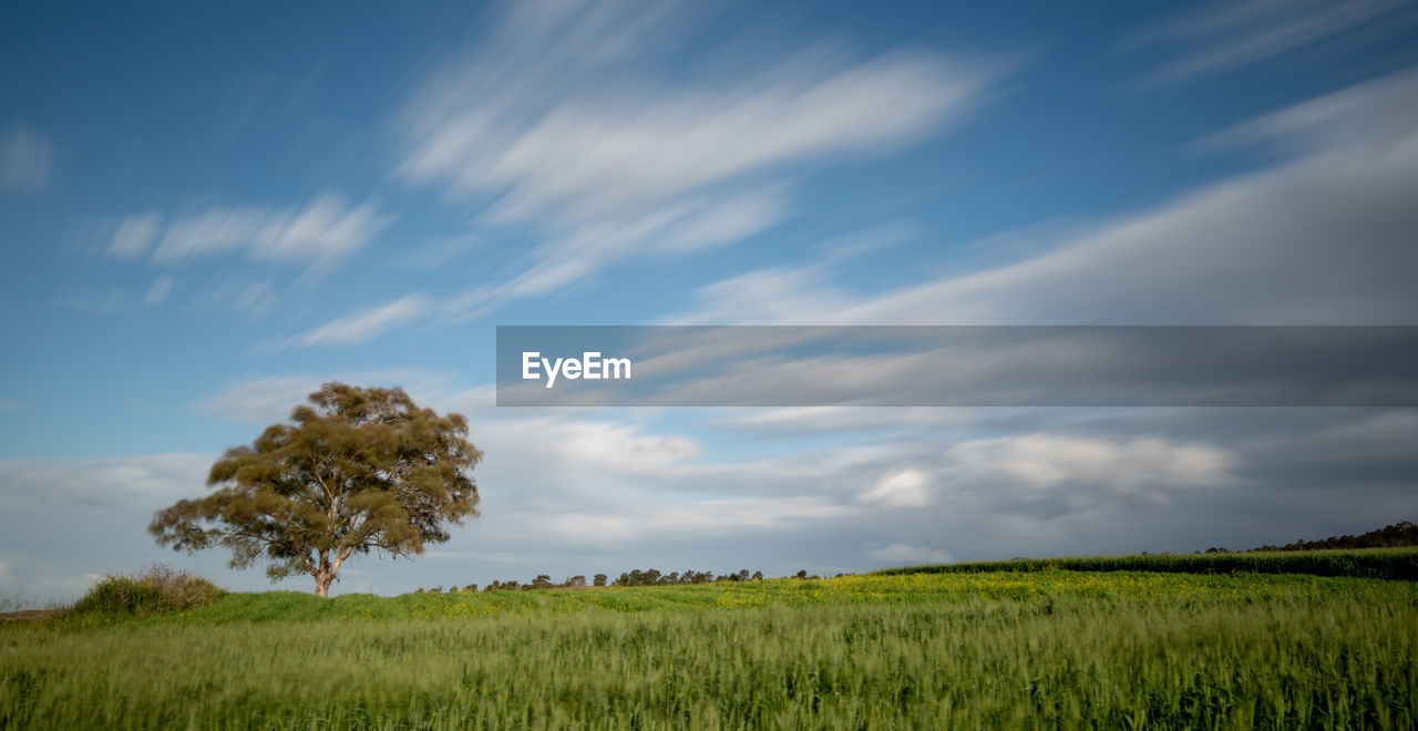 Lonely tree in the green agriculture field and moving clouds. longexposure landscape