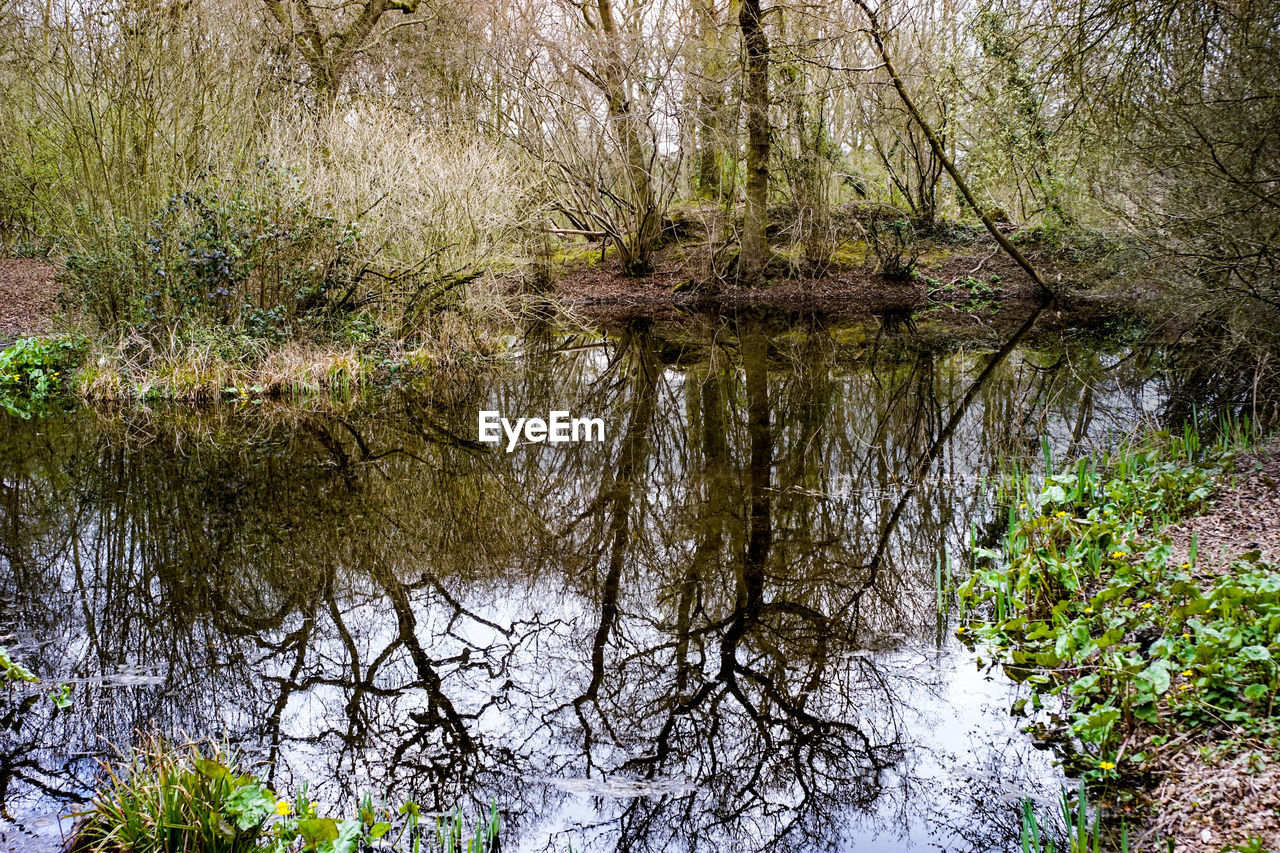 REFLECTION OF TREES ON RIVER