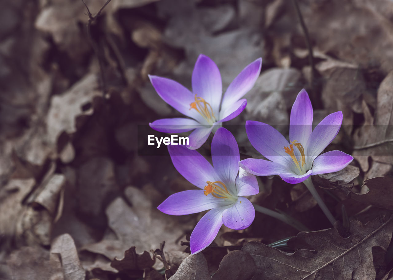 CLOSE-UP OF PURPLE CROCUS IN PLANT