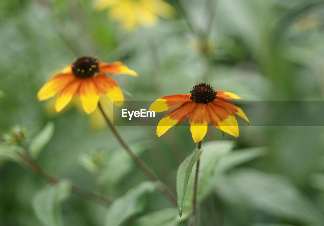 flower, flowering plant, plant, freshness, beauty in nature, fragility, flower head, close-up, petal, growth, yellow, nature, animal wildlife, no people, inflorescence, wildflower, insect, meadow, animal themes, focus on foreground, animal, outdoors, black-eyed susan, selective focus, macro photography, botany, pollen, day, prairie