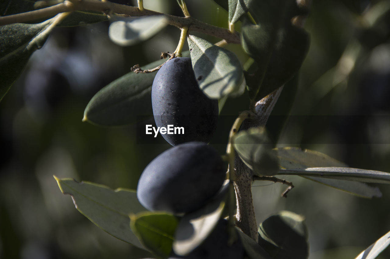 CLOSE-UP OF FRUITS GROWING ON TREE