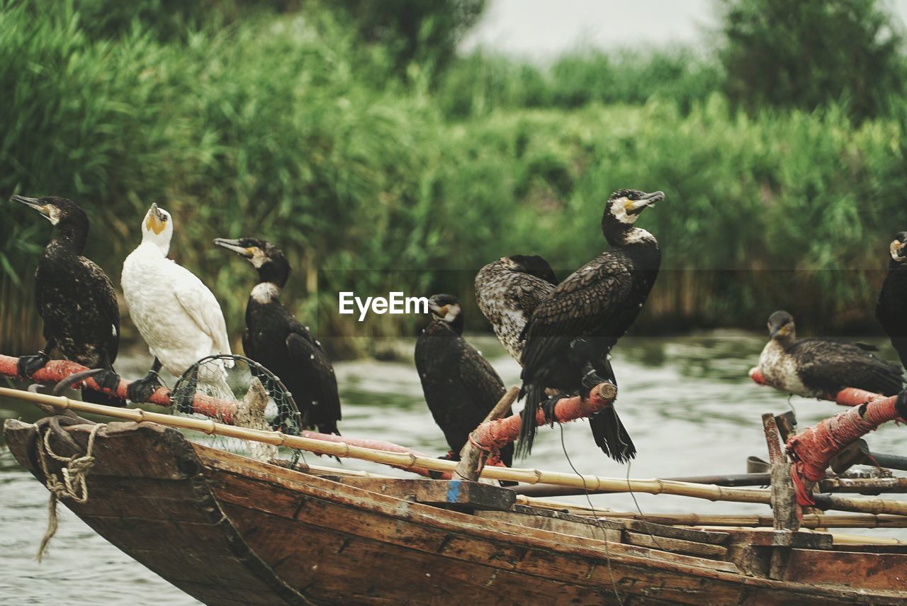 Cormorants perching on boat in river