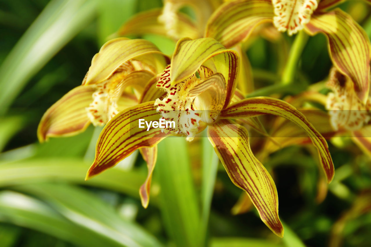 CLOSE-UP OF YELLOW LILY IN BLOOM