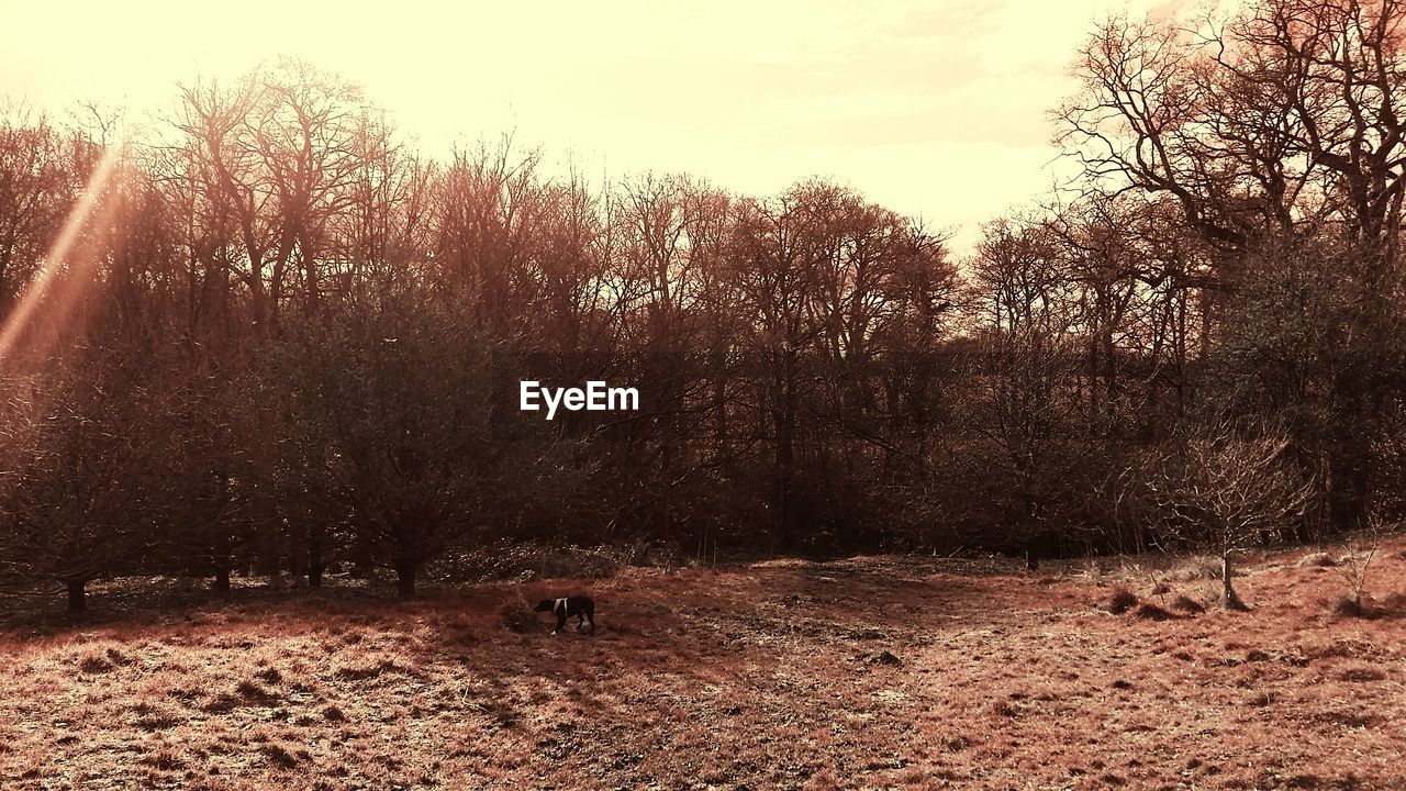 VIEW OF TREES IN FOREST