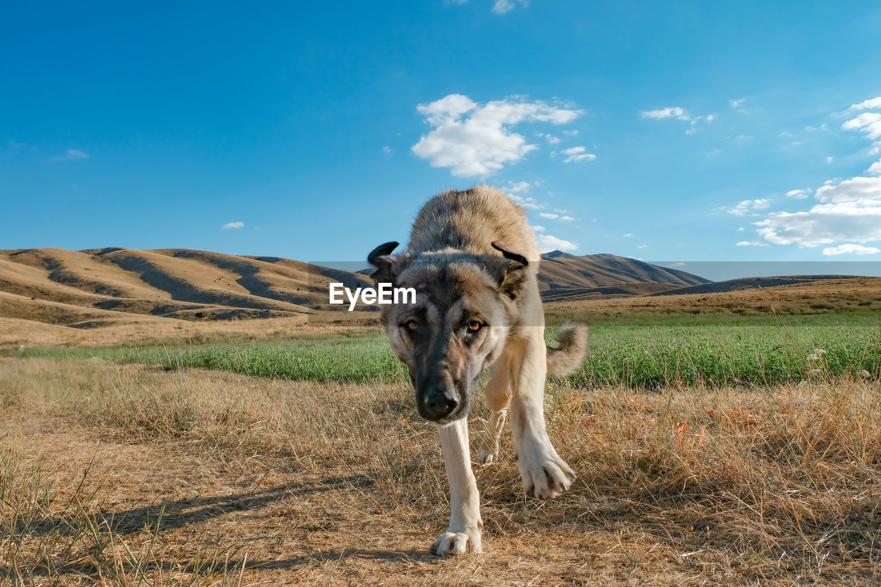 Dog standing on field