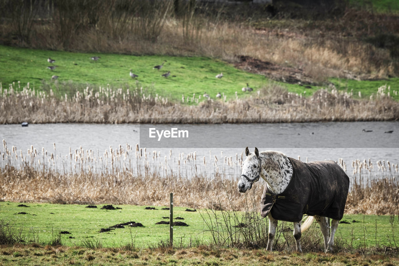 VIEW OF A SHEEP ON FIELD